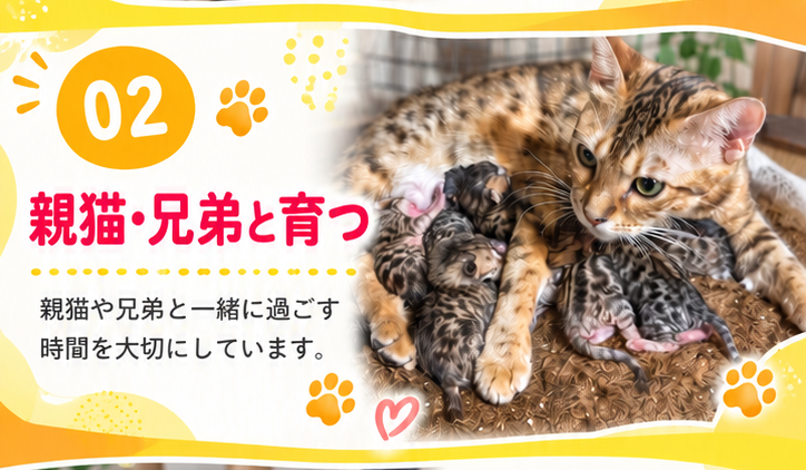 02 親猫・兄弟と育つ 親猫や兄弟と一緒に過ごす時間を大切にしています。（ベンガルの母猫に寄りそう子猫たち）