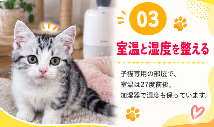 03 室温と湿度を整える 子猫専用の部屋で、室温は27度前後。加湿器で湿度も保っています。（加湿器の前に座る子猫）