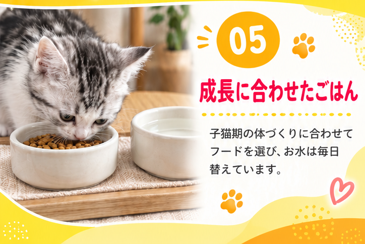 05 成長に合わせたごはん 子猫期の体づくりに合わせてフードを選び、お水は毎日替えています。（器からごはんを食べる子猫）