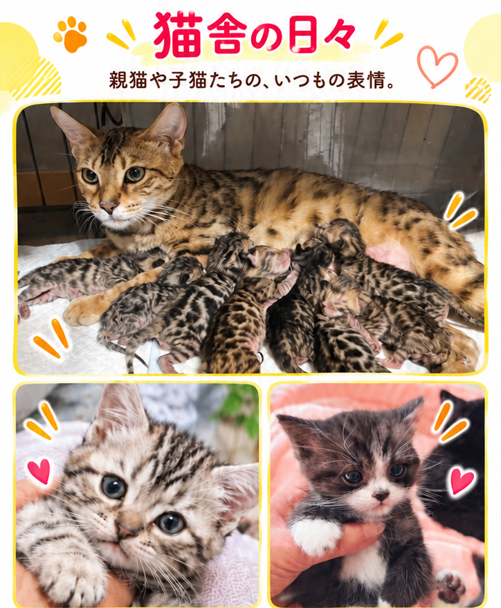 猫舎の日々 親猫や子猫たちの、いつもの表情。ベンガルの母猫と、寄りそう子猫たち。手に抱かれた子猫。白黒の子猫。