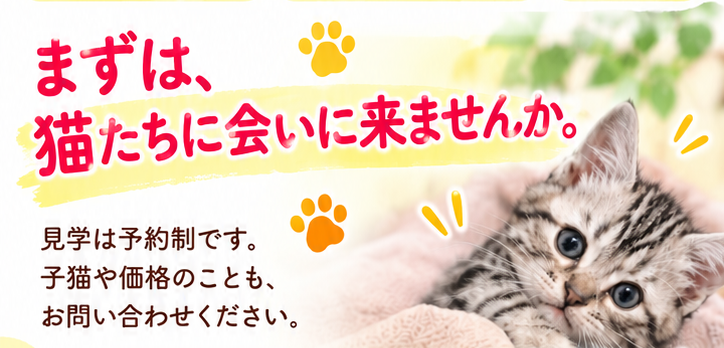 まずは、猫たちに会いに来ませんか。見学は予約制です。子猫や価格のことも、お問い合わせください。（毛布の上の子猫）
