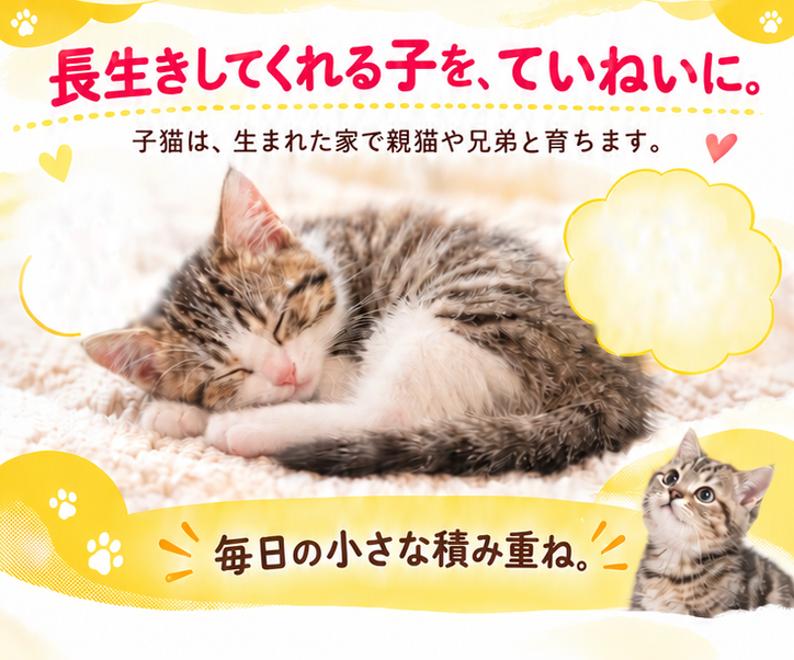 長生きしてくれる子を、ていねいに。子猫は、生まれた家で親猫や兄弟と育ちます。毛布の上で眠る子猫。毎日の小さな積み重ね。